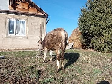 бык бык: Продаю | Бык (самец) | На откорм | Привязанные — 2