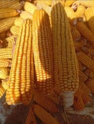 готовый шашлык цена: Жугору початкасы менен сатып алам
14 сомдон — 1