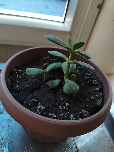 цветы фикус: Суккулент «денежное дерево» (Crassula ovata) в горшке. - Компактный — 1