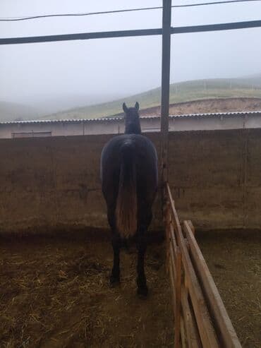 продажа щенков немецкой овчарки с документами в бишкеке: Продаю | Конь (самец) | Конный спорт — 2