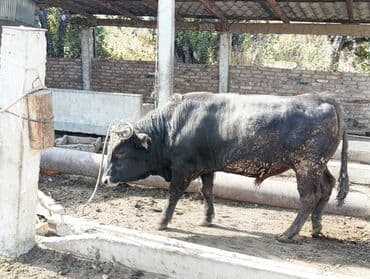 продажа щенков немецкой овчарки в бишкеке с документами: Буйвол (самец), черной масти, с рогами. Содержится в крытом стойле — 2