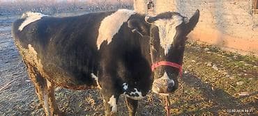 швиц тёлка: Продаю | Тёлка | Голштин | Привязанные — 4