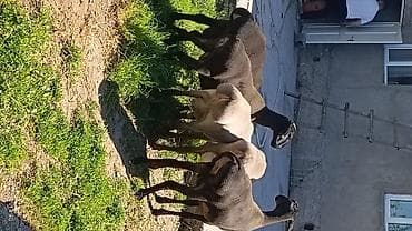 стришка овец: Продаю | Овца (самка) | Для разведения — 3