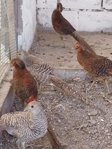 Ковролин: Продам золотых и лимонных фазанов этого года парами и по отдельности — 3