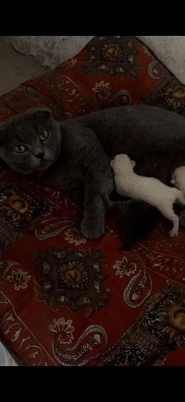 Шотландские вислоухие котята от домашней кошки - Порода: шотландская at lalafo.kg Шотландские вислоухие котята от домашней кошки - Порода: шотландская