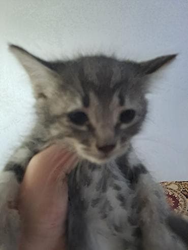 Мышыктар сатылат: Кошки и котята – домашние любимцы - На фото несколько кошек разного — 8