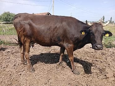 коровы куплю: Продаю | Корова (самка) — 1