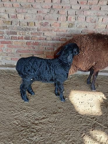 ит атабыз: Продаю | Овца (самка) | Арашан, Романовская | Для разведения | Матка — 3