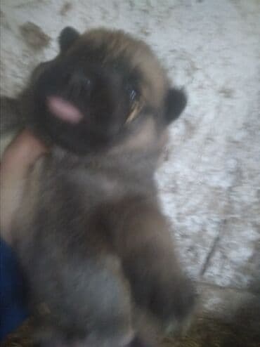 животные собаки: Бельгийская овчарка, 1 месяц, Самец, С прививкой — 3