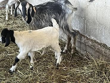 отдаю котят: Продаю | Коза (самка), Козлёнок | Зааненская, Битал — 5