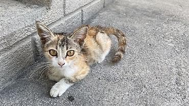 продаю животных: Кошка даром: Беспородная, 1 месяц, Девочка, Приучена к лотку — 1