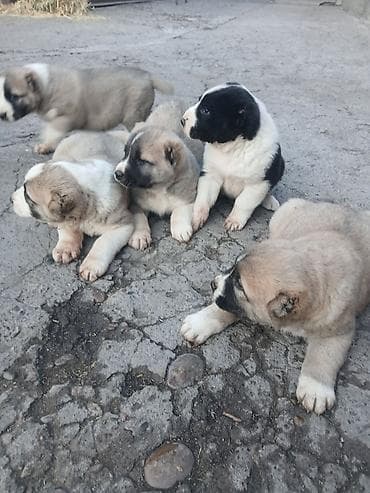 Услуги ветеринара: Щенки Алабай Две большие по 8000 остальные по 6000?рас: палевый с — 5