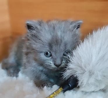1 мальчик 2 котёнка: Продаётся котёнок, хайленд-страйт,мальчик,окрас -голубой,возраст 1,5 — 7