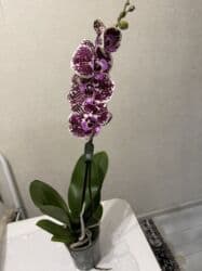 сколько стоят гипсофилы: Орхидеи сортовые в наличии.Цена от 800c-1600с.Бишкек — 11