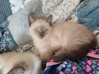 коты в ош: Кошка даром: Сиамская, 3 месяца, Мальчик, Метис, Приучена к лотку — 4