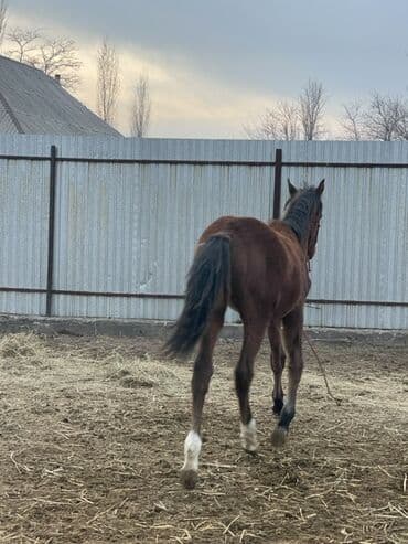 шотландская вислоухая кошка цена бишкек: Продаю | Жеребец, Жеребенок | Полукровка, Английская | Конный спорт — 8