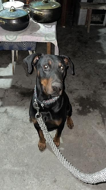 дрессировка: Доберман, 3 года, Самец — 3