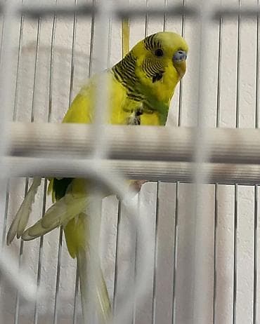 животное на у: Волнистый попугай с клеткой и аксессуарами. Комплектация: - — 2