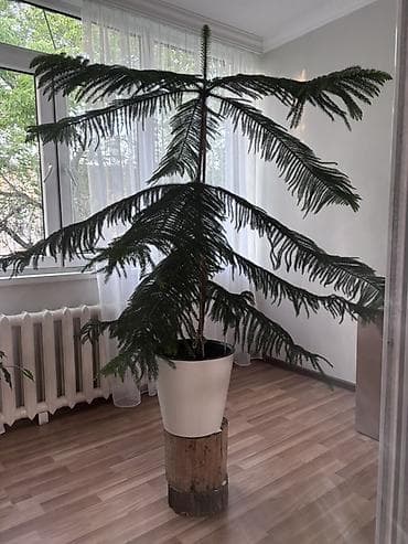 араукария купить: Араукария разнолистная (Norfolk Island Pine), крупное комнатное — 5