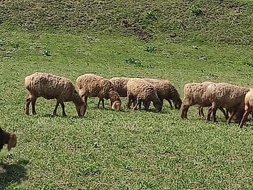 жирный баран: Продаю | Овца (самка) | Для разведения | Племенные — 10