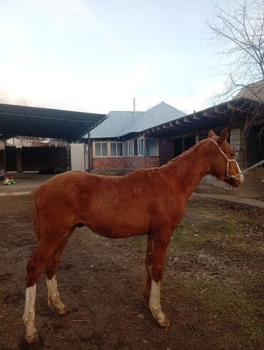 собака сокулук: Сатам | Тай | Дончак | Жумушка — 6