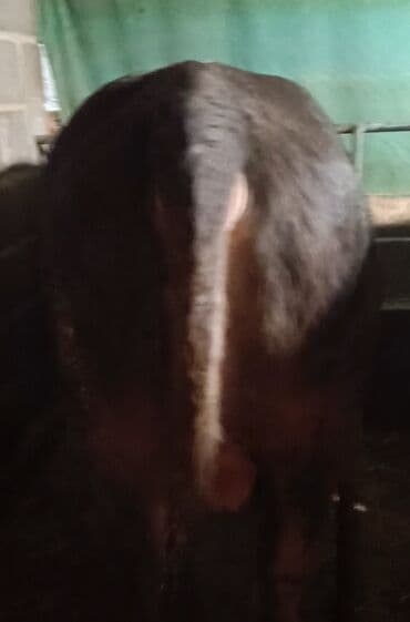 продажа домашних животных: Продаю | Бык (самец) | Швицкая | Для разведения, Для молока | Осеменитель, Искусственник — 7