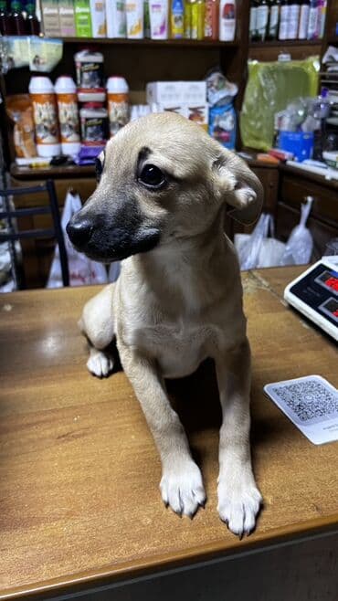 цена собаки питбуль: Собака даром: Дворняжка, 3 месяца, Самка, С прививкой — 9