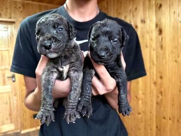 бульдоги: Щенки Канарского Дога (Presa Canario) С документами, прививками 8 — 18