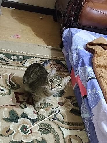 Грызуны: Кошка даром: Беспородная, 8 месяцев, Девочка, С прививками — 1