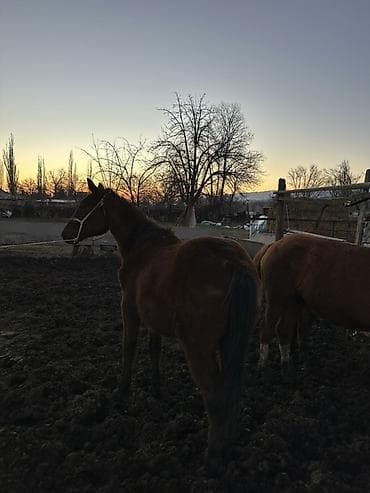 кара балта мал: Продаю | Жеребец | Для разведения — 5