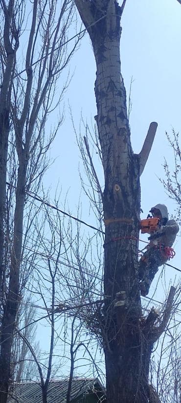 станок дерево: Спил Дерево Тал, Бак, Жаңгак акацса Дуб Орехи терек карагач Отун — 1