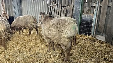 А/ч жаныбарларын сатам: Сатам | Ургаачы кой (ургаачы) | Көбөйтүү үчүн | Ургаачы — 3