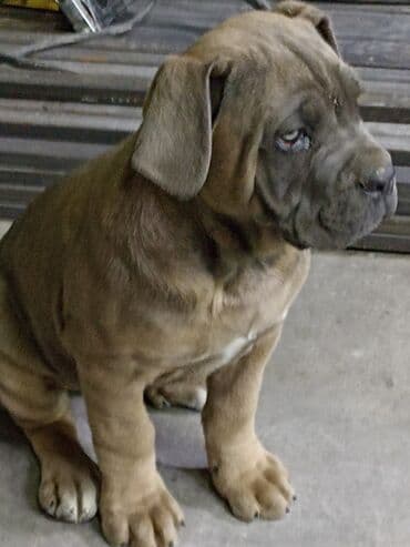 собака чихуахуа цена: Кане-корсо, 3 месяца, Самец — 3