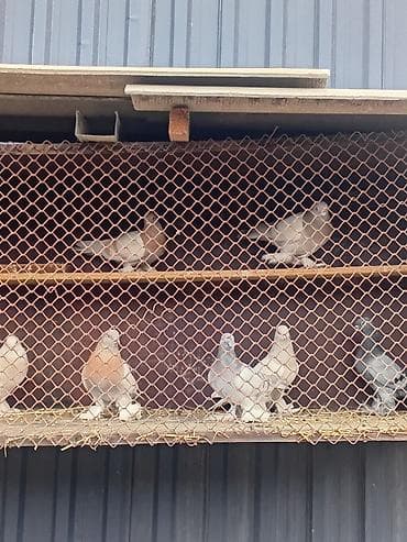 Голуби декоративных пород с оперёнными лапами (космачи). Вольерное