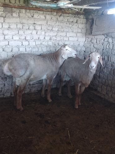 кыргыз и собака: Сатам | Ургаачы кой (ургаачы) | Көбөйтүү үчүн | Ургаачы — 5