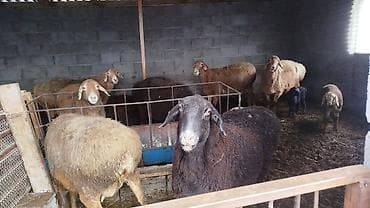 продаю кролов: Продаю | Овца (самка) | Для разведения | Матка — 6