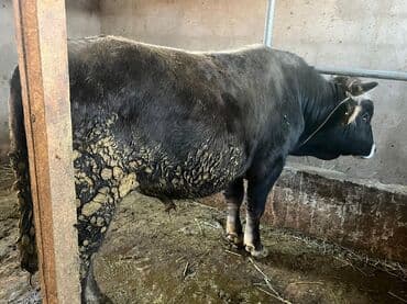 племенные коровы молочные купить: Продаю | Бык (самец) | На откорм | Племенные — 6