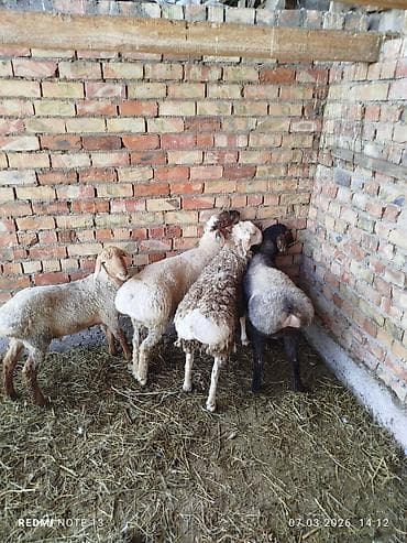 грызуны домашние: Продаю | Баран (самец) | Для разведения — 1