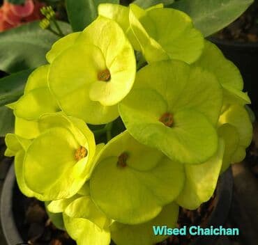 семена газон: Эуфорбия Милля (Euphorbia milii) — коллекционные сорта в горшках — 19