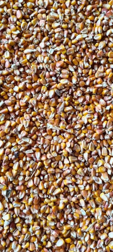животные в добрые руки: Кукуруза зерно, сухое. - Фракция: цельное и дроблёное зерно — 1