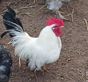 декоративные кролик: На продажу Шабо карлики петух кур — 2