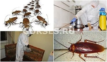 Клининговые услуги: Дезинфекция, дезинсекция, | Вирусы, микробы, Блохи, Клопы, | Подъезды, Дома, Кафе, магазины — 4