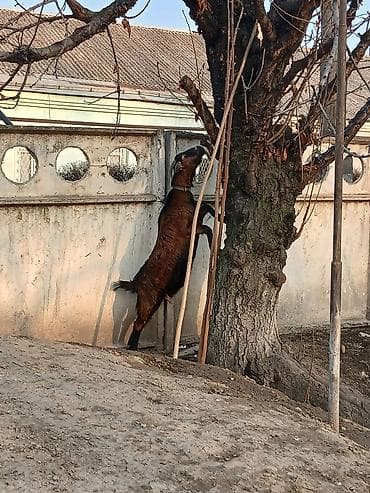 Аквариумы: Продаю | Коза (самка) | Для разведения | Племенные — 8