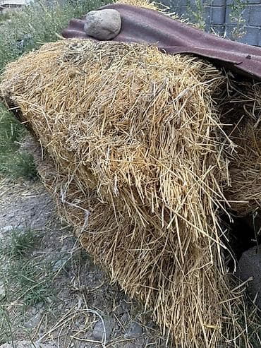 Спорт и хобби: Велик сатылат Барс улгусундо Детская кресло у бар Баасы 4,500сом Адрес — 3