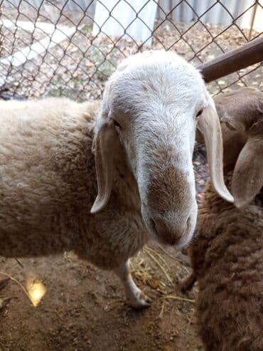 Грызуны: Продаю | Баран (самец) | Полукровка | Осеменитель — 3