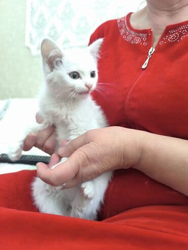 продаю в связи с переездом: Котята отдам в добрые руки Описание: - Возраст 2 месяца - К лотку — 9