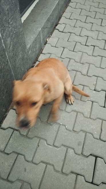 Иттер: Собака среднего размера, коренастого телосложения. Окрас рыжий — 4