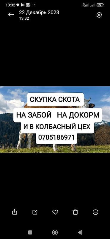 Куплю | Коровы, быки, Лошади, кони, Другие с/х животные | Круглосуточно, Любое состояние, Забитый