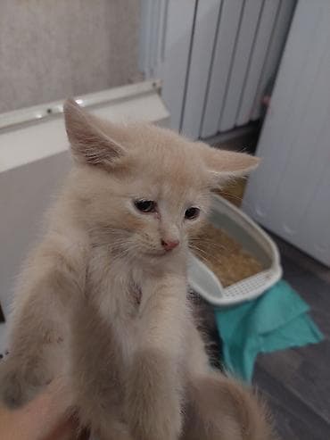 Котята домашние, помёт от одной кошки. Окрас: кремовый/бежевый, рыжий