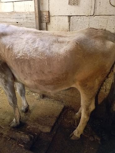 продаю доильный аппарат: Продаю | Корова (самка) | Для молока | Привязанные — 3